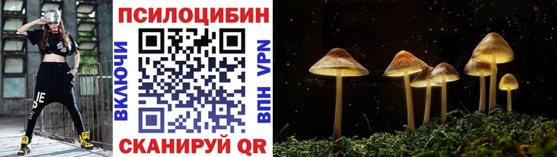 kraken ТОР как найти закладки Киселёвск Галлюциногенные грибы Psilocybe